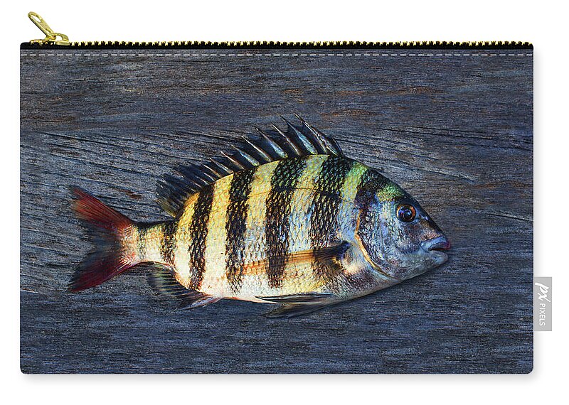 Animal Zip Pouch featuring the photograph Sheepshead Fish by Laura Fasulo