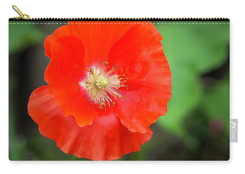 Shirley Poppy Carry-all Pouch featuring the photograph Shirley Poppy 2022-1 by Thomas Young