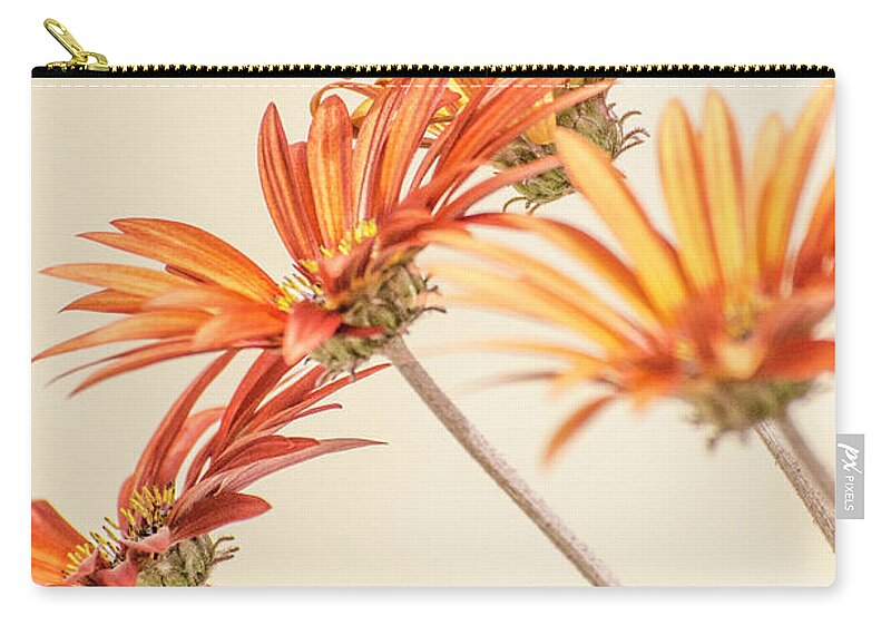 Orange Zip Pouch featuring the photograph Showy daisies by Jean Booth