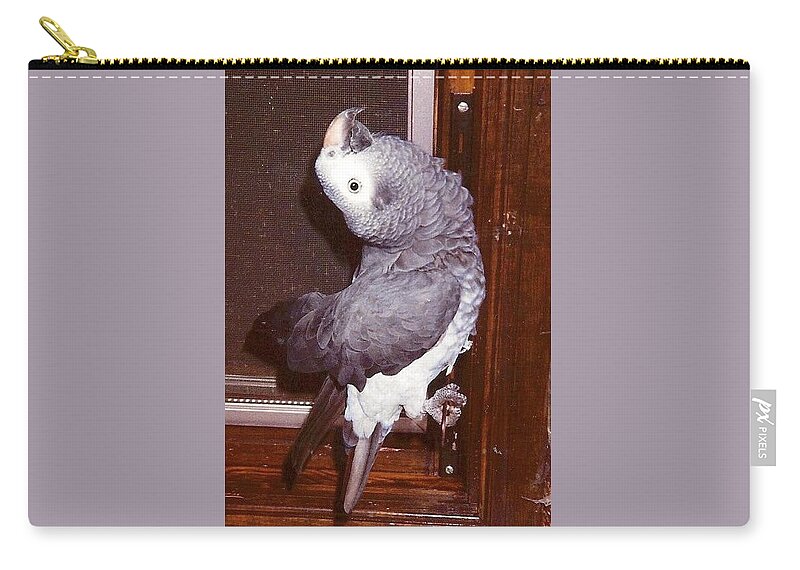 African Grey Zip Pouch featuring the photograph Silverwing, my African Grey by Gary Wohlman