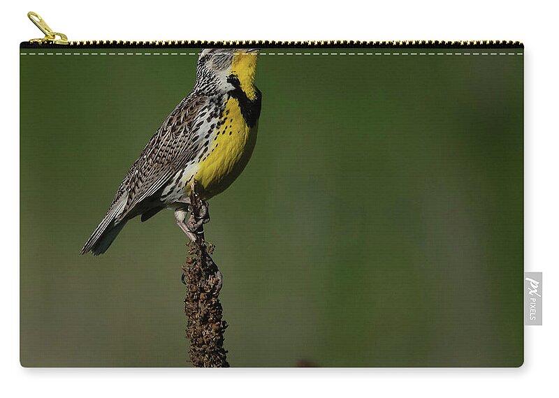 Meadowlark Singing Away Zip Pouch featuring the photograph Singing away by Carolyn Hall