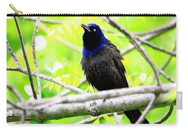 Birds Zip Pouch featuring the photograph Singing Grackle by Mary Walchuck