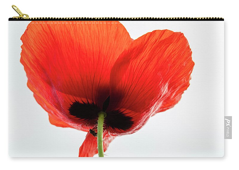 Single Zip Pouch featuring the photograph Single Poppy Looking Up by Catherine Avilez