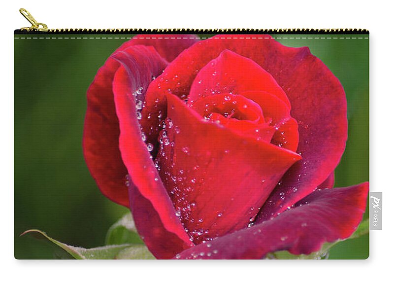 Red Rose Zip Pouch featuring the photograph Single Red Rose by Christina Rollo