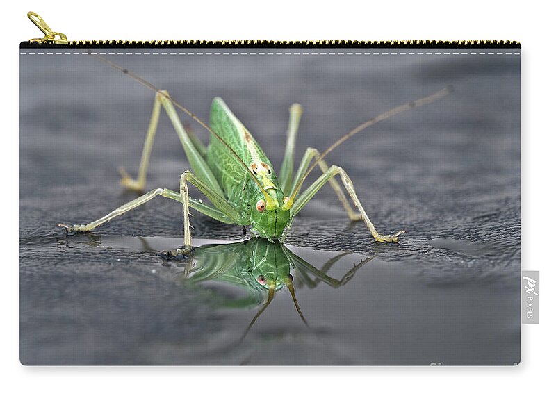 Sip Mirror Reflection Beautiful Green Eyes Cricket Drinking Water Insect Six Legs Unique Bizarre Close Up Macro Natural History Looking Humor Funny Single One Life-style Portrait Whiskers Delicate Vivid Color Beauty Alone Posing Elegant Handsome Figure Character Expressive Charming Singular Stylish Solo Fantastic Solitary Lonesome Loner Pretty Delightful Serenity Enjoying Joy Stimulating Mysterious Surreal Creative Fantasy Weird Imaginary Aesthetic Eccentric Grotesque Peculiar Face Puddle Nice Carry-all Pouch featuring the photograph Sip Of Water - Am I Beautiful? by Tatiana Bogracheva
