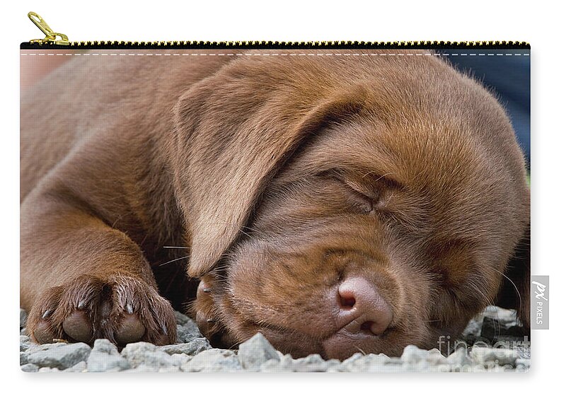 Mammal Zip Pouch featuring the photograph Sleepy Labrador Puppy by Arterra Picture Library