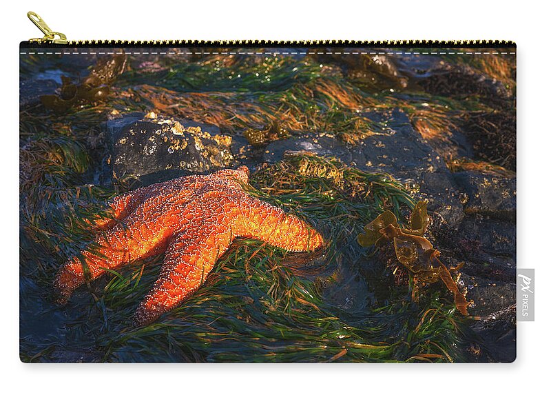 Oregon Zip Pouch featuring the photograph Sleepy Starfish by Darren White