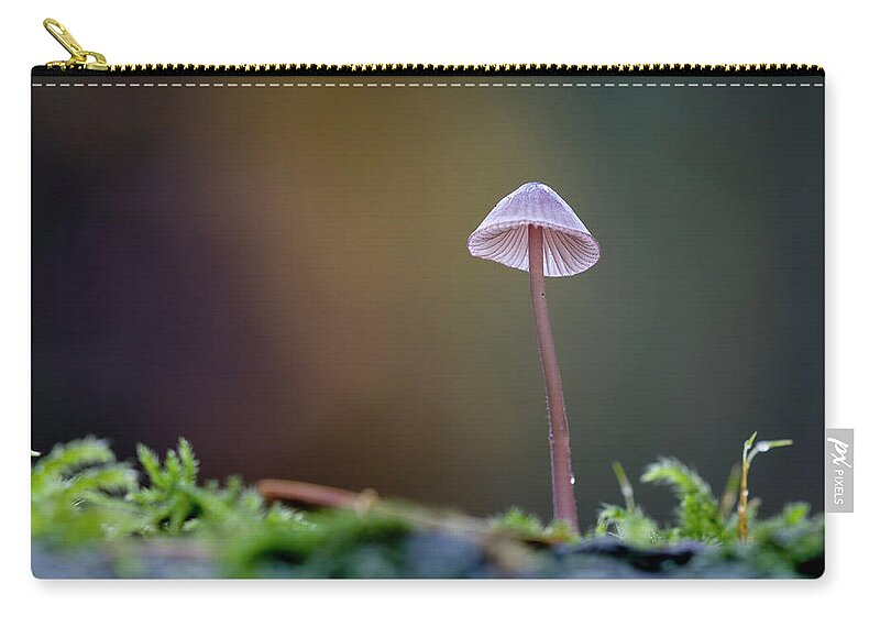 Fungi Zip Pouch featuring the photograph Small Mycena mushroom growing on a log by Kevin Oke