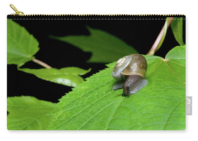 Macro Carry-all Pouch featuring the photograph Snails Journey by Melissa Southern