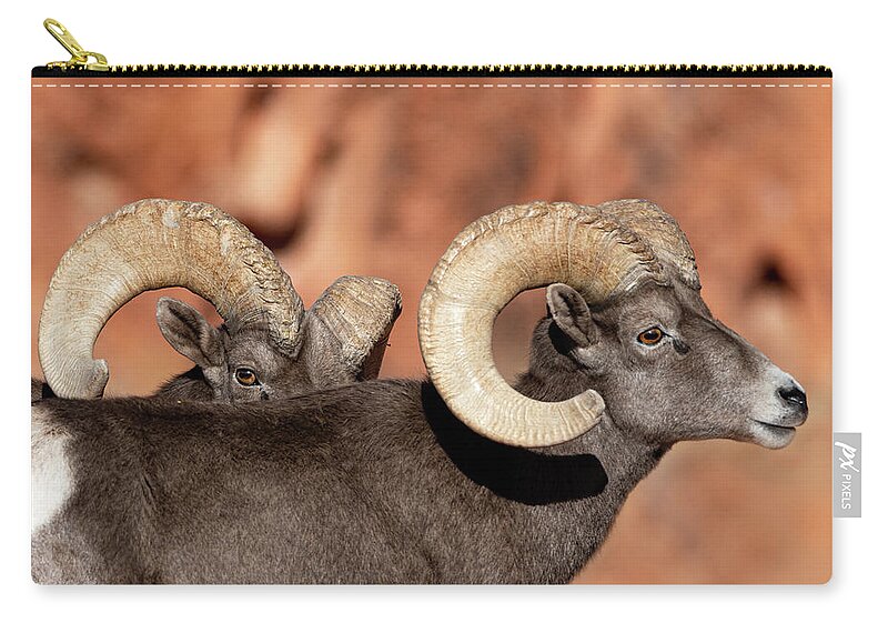 Bighorn Sheep Zip Pouch featuring the photograph Sneak Peak by Mary Hone