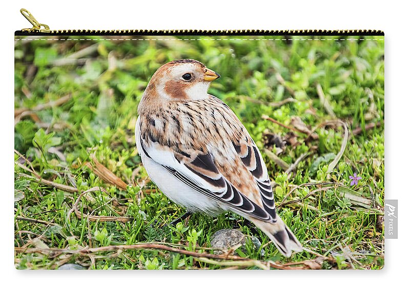 Snow Bunting Zip Pouch featuring the photograph Snow Bunting by Peggy Collins