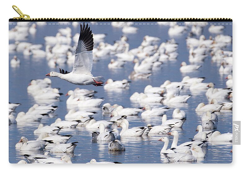 Snow Goose Zip Pouch featuring the photograph Snow Goose over Flock by Flinn Hackett