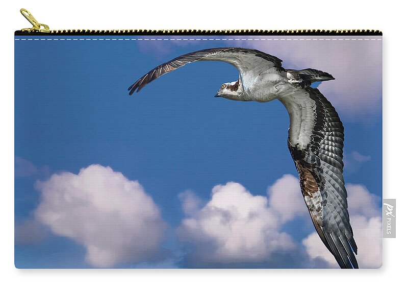 Backyard Zip Pouch featuring the photograph Soaring Osprey by Larry Marshall