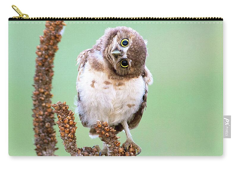 Burrowing Owl Zip Pouch featuring the photograph Some days I can't tell which way is up by Judi Dressler