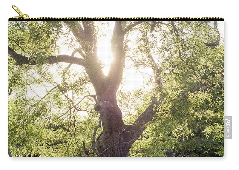 Sophora Carry-all Pouch featuring the photograph Sophora Japonica, Great Dixter by Perry Rodriguez
