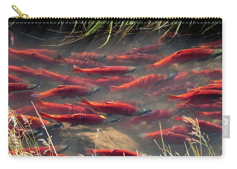 Salmon Carry-all Pouch featuring the photograph Spawning School by Wesley Aston