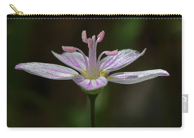 Spring Beauty Zip Pouch featuring the photograph Spring Beauty by Tana Reiff