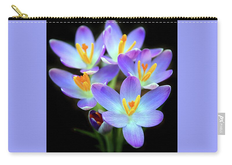 Crocus Zip Pouch featuring the photograph Spring Crocus by Jessica Jenney
