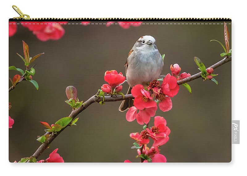 Chipping Sparrow Zip Pouch featuring the photograph Spring Messenger by Jurgen Lorenzen