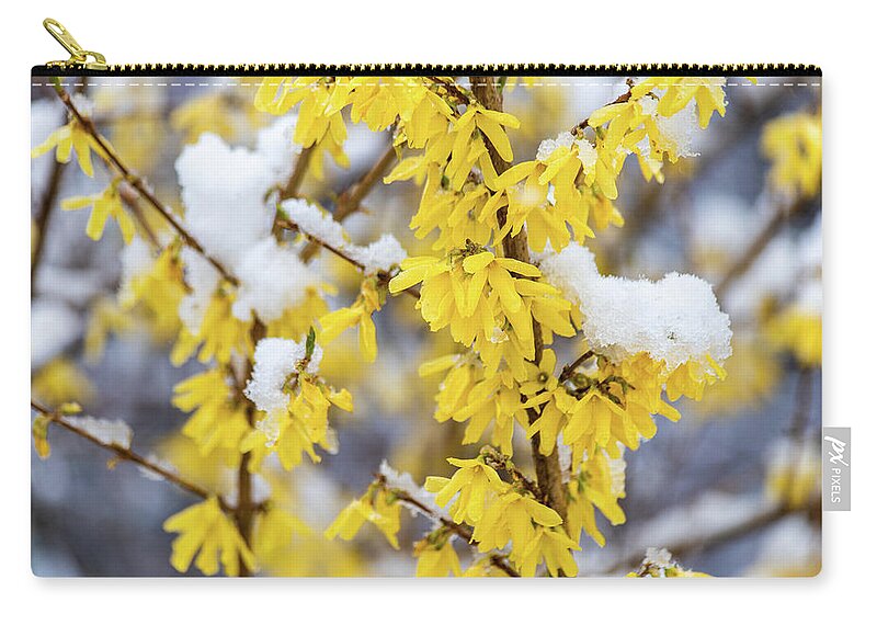 Spring Zip Pouch featuring the photograph Spring Snow 2 Forsythia by Michael Saunders