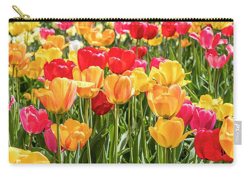 Flowers Zip Pouch featuring the photograph Spring Tulip Field #1 by Patti Deters