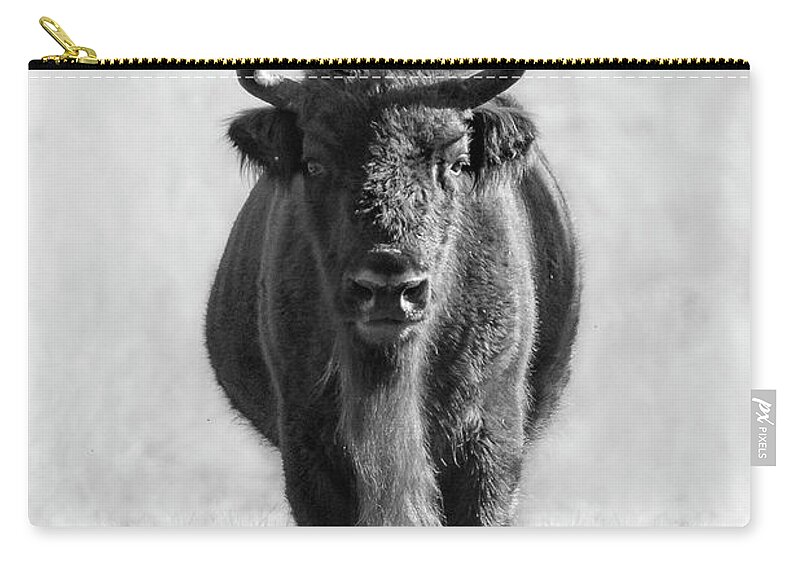 European Bison Zip Pouch featuring the photograph Stare down with a Bison by Patrick Van Os