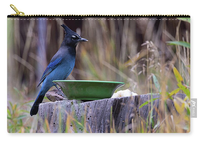 Bird Zip Pouch featuring the photograph Stellar's Jay at Lunch by Steve Templeton