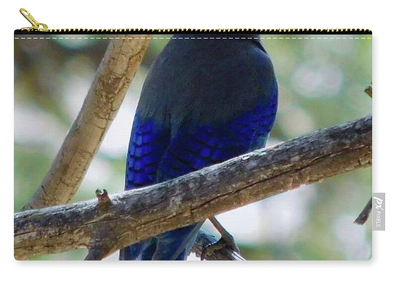 Dan Miller Zip Pouch featuring the photograph Stellar's Jay in the Forest by Dan Miller