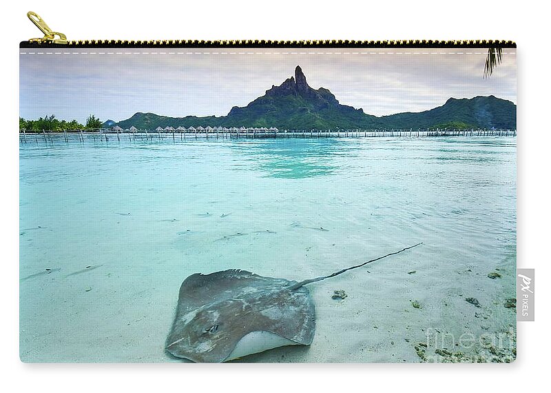 Water Zip Pouch featuring the photograph Stingray in Bora Bora by Ed Stokes