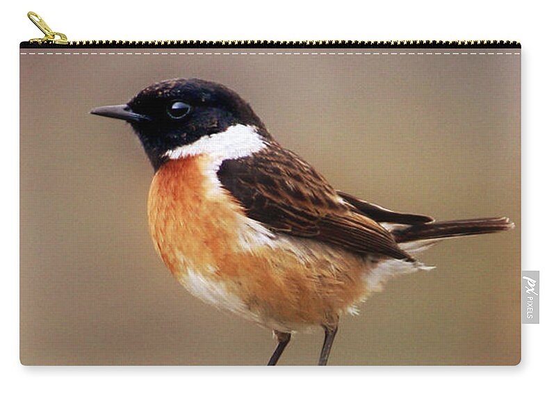 Stonechat Zip Pouch featuring the photograph Stonechat by Terri Waters