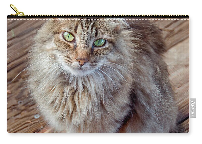 Al Andersen Zip Pouch featuring the photograph Stray Cat With Green Eyes by Al Andersen