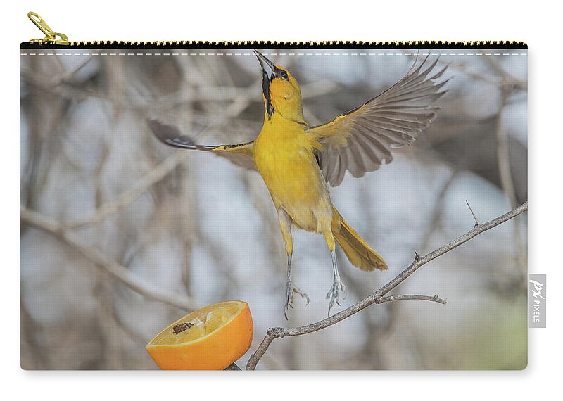 Streaked-back Oriole Zip Pouch featuring the photograph Streaked-back Oriole 7307-031121-2 by Tam Ryan
