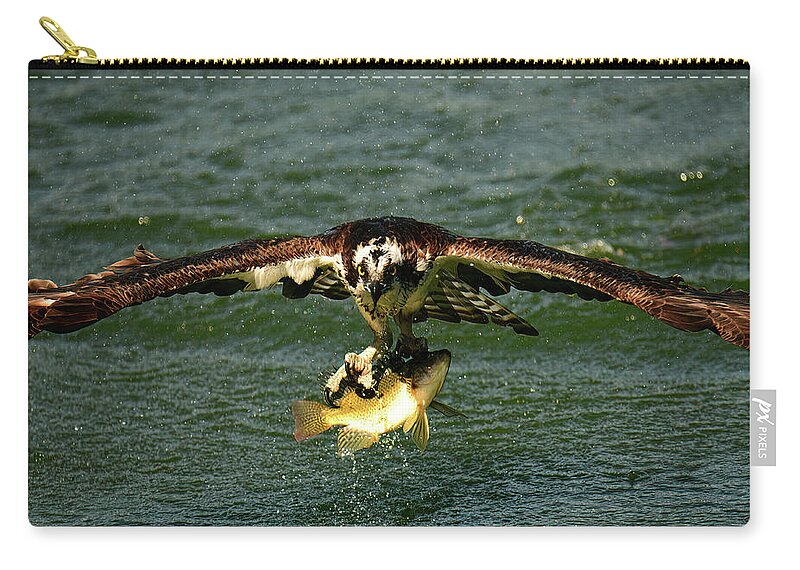 Osprey Zip Pouch featuring the photograph Success by Stuart Harrison
