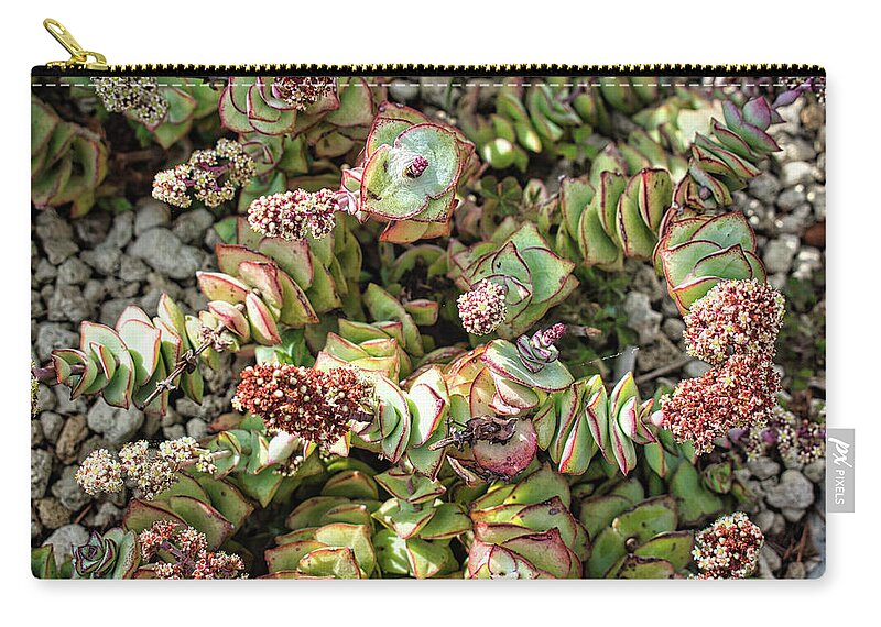 Flower Zip Pouch featuring the photograph Succulents of Eze by Portia Olaughlin