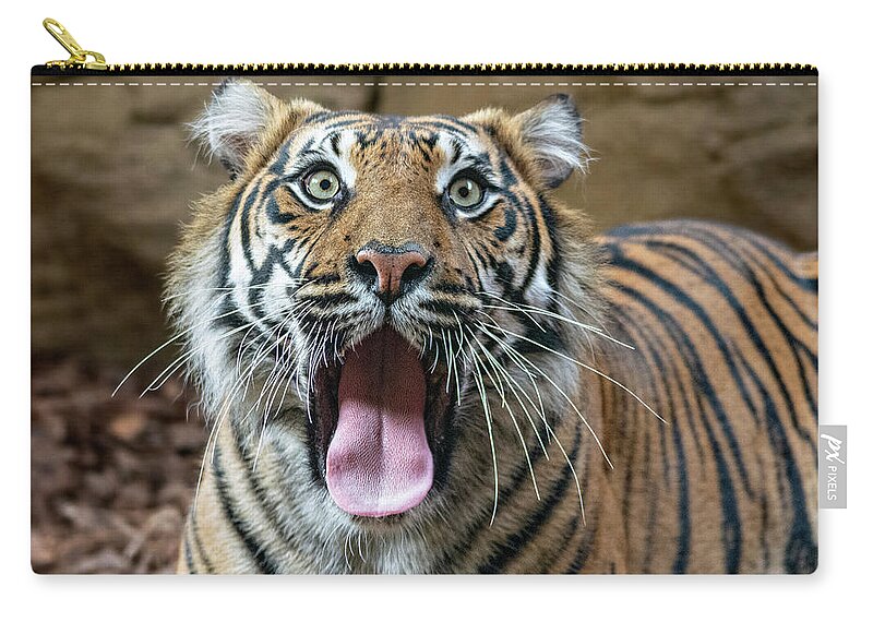 Sumatran Tiger Zip Pouch featuring the photograph Sumatran Tigress Geisha by Gareth Parkes