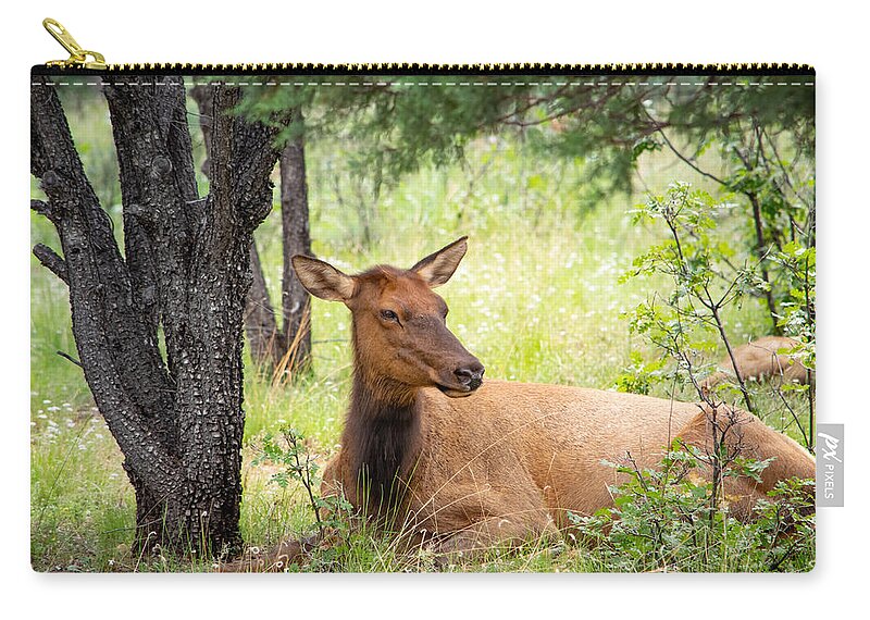 Elk Zip Pouch featuring the photograph Summer Afternoon in the Forest by Bonny Puckett