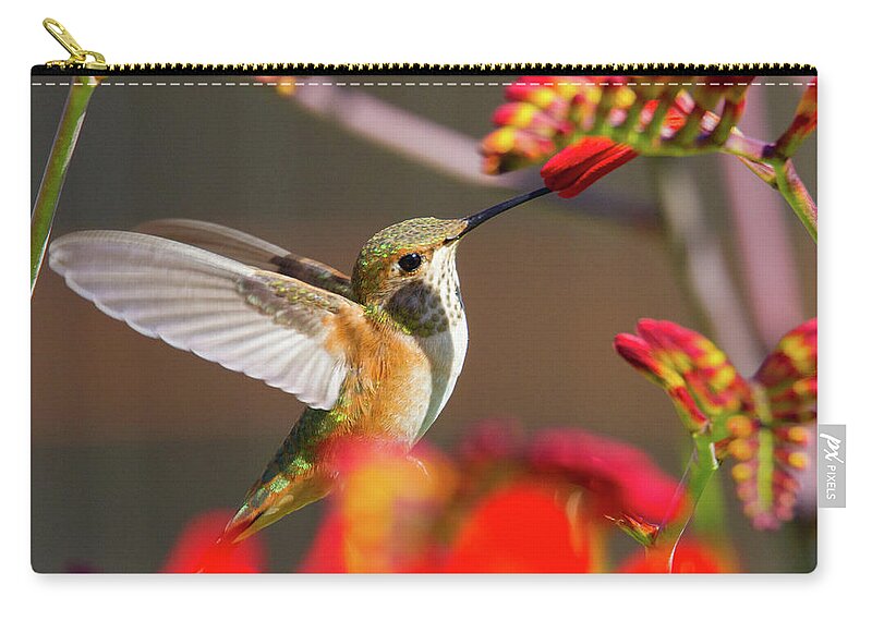 Rufous Hummingbird Zip Pouch featuring the photograph Summer Hummer by Belen Bilgic Schneider