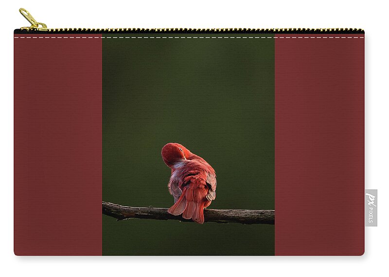 Summer Tanager Zip Pouch featuring the photograph Summer Tanager, piranga rubra, Preening Portrait, NC Uwharrie National Forest by Eric Abernethy