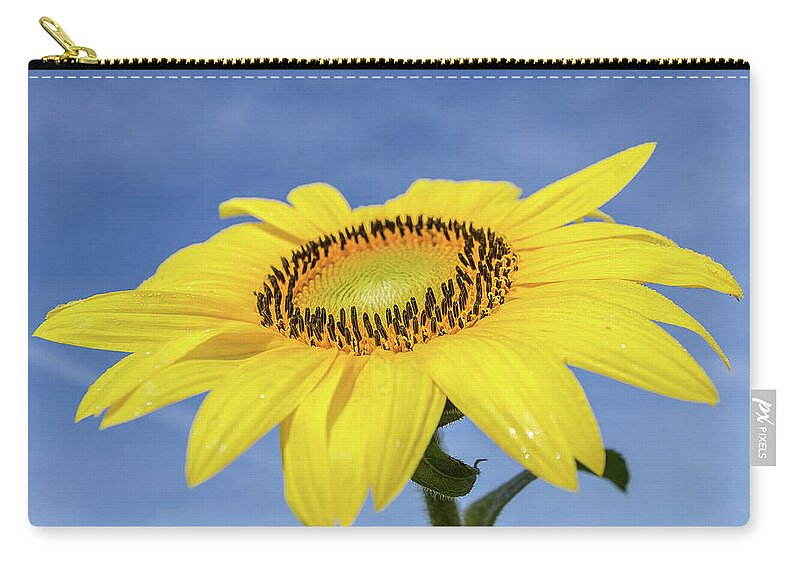 Sunflower Zip Pouch featuring the photograph Sunflower against blue sky by Robert Miller