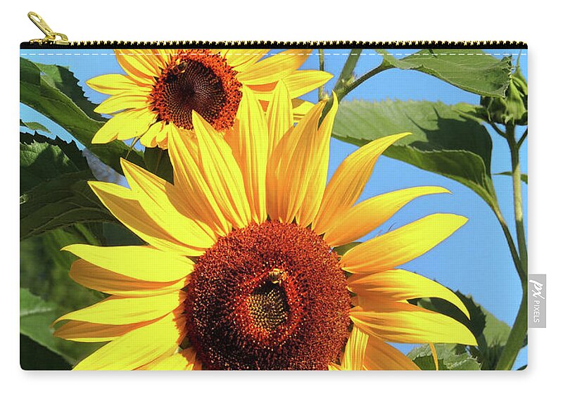 Sunflower Zip Pouch featuring the photograph Sunflower and Bees by Nancy Griswold