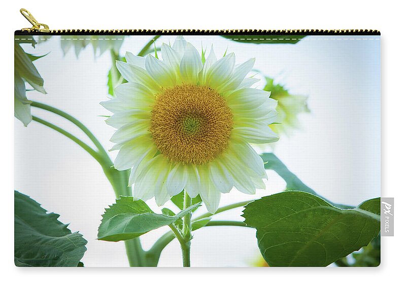 Sunflower Zip Pouch featuring the photograph Sunflower_6853 by Rocco Leone