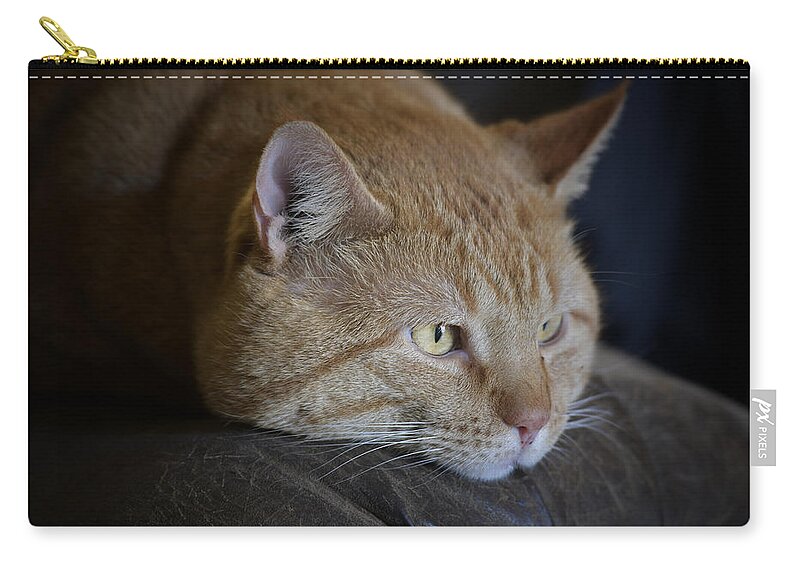 Yellow Tabby Zip Pouch featuring the photograph Sunny by DArcy Evans