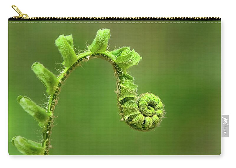 Fern Zip Pouch featuring the photograph Sunrise Spiral Fern by Christina Rollo