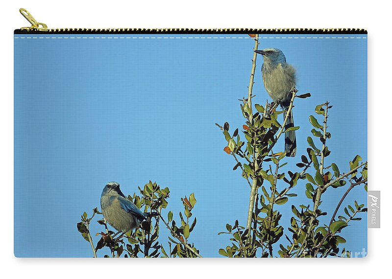 Scrub Zip Pouch featuring the photograph Sunshine On The Scrub Jays by D Hackett