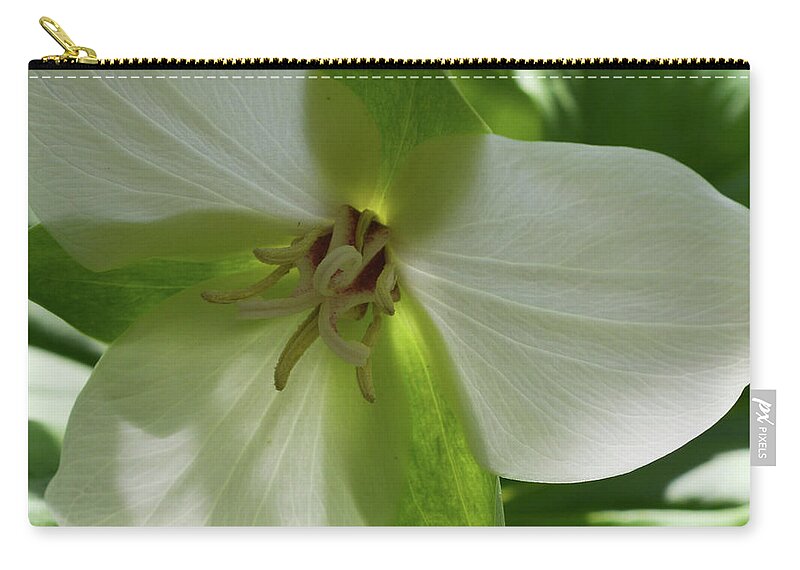Shenk's Ferry Zip Pouch featuring the photograph Susquehanna Trillium Backlit by Tana Reiff