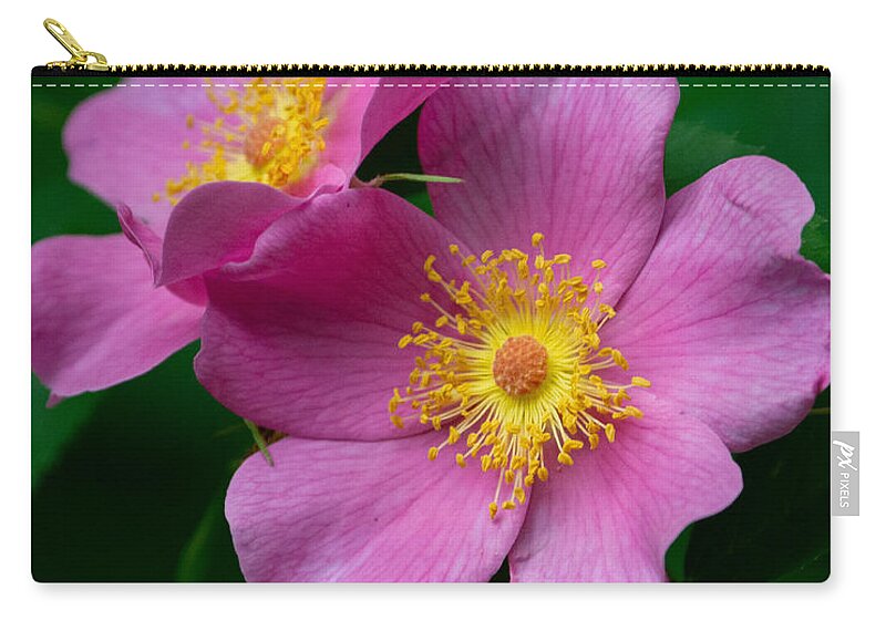 Swamp Rose Zip Pouch featuring the photograph Swamp Rose by the Canal by Linda Bonaccorsi