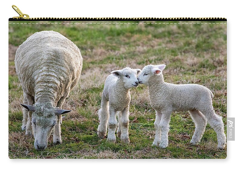 Sheep Zip Pouch featuring the photograph Sweet Family by Lara Morrison