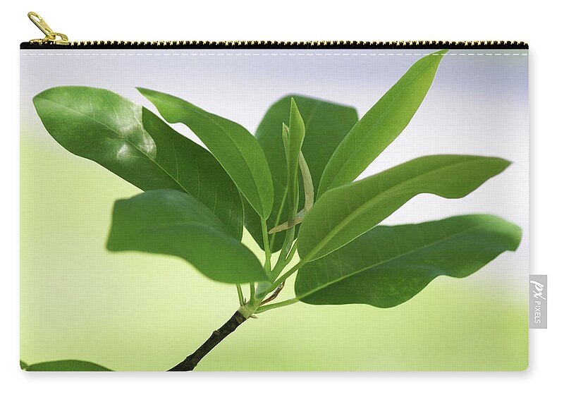  Carry-all Pouch featuring the photograph Sweetbay Magnolia Greens by Heather E Harman