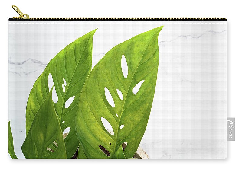 Swiss Cheese Plant Zip Pouch featuring the photograph Swiss Cheese Plant by Jennifer Walsh