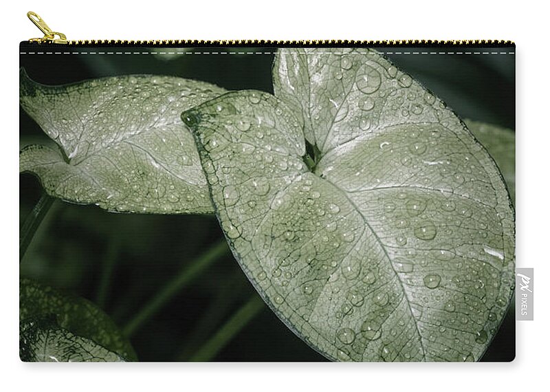 Close-up Zip Pouch featuring the photograph Syngonium houseplant leaves by Benoit Bruchez